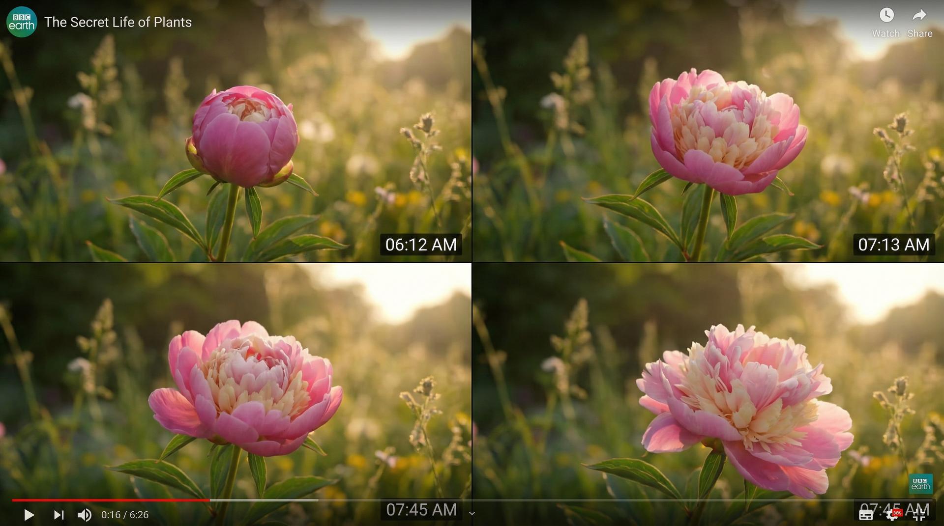 福利姬植物视频